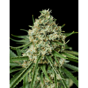 Critical +2.0 Fem
