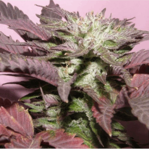 Melon Gum Fem.