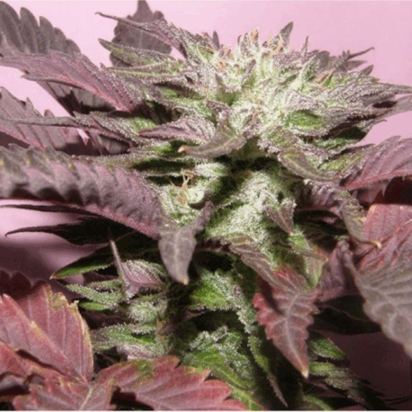 Melon Gum Fem.