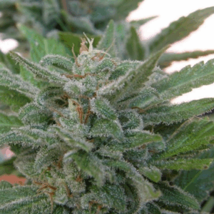 Brooklyn Mango Fem.