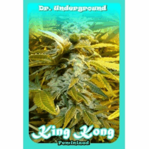 Auto King Kong