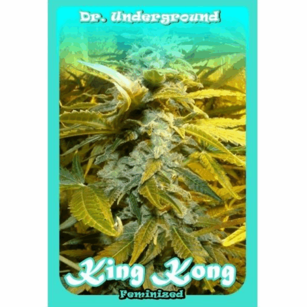 Auto King Kong