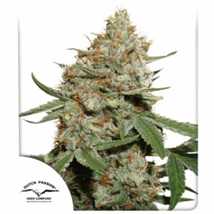 Skunk #11 Fem
