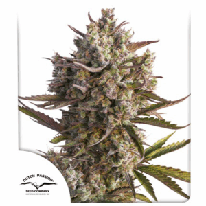 Auto Blueberry