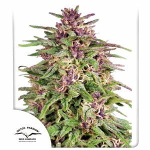 Frisian Dew Fem