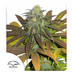 California Orange Fem