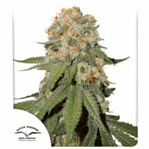 Orange Bud Fem