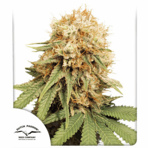 White Widow Fem