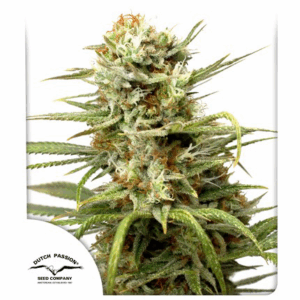 Auto White Widow