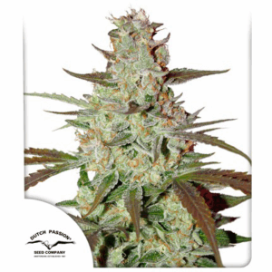 Blue Auto Mazar