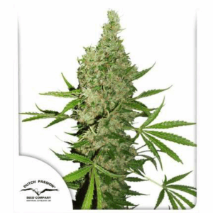 White Widow x The Ultimate 10Und Reg