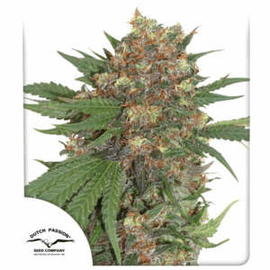 Master Kush Fem