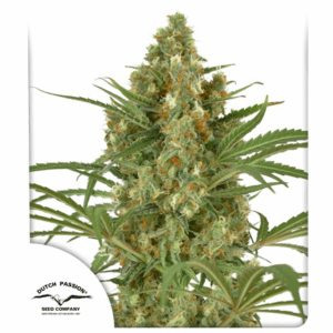 Snow Bud Fem