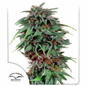 Durban Poison Fem