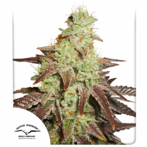 Auto Night Queen