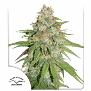Glueberry OG Fem