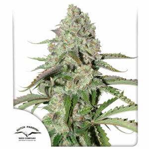 Auto Colorado Cookies