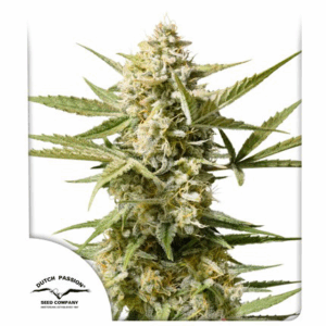 Auto Cinderella Jack