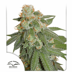 Auto Orange Bud