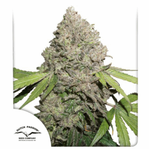 CBD Charlotte's Angel Fem