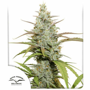 Mokum's Tulip Fem