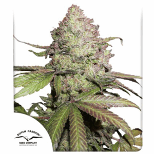 Auto CBD Charlotte's Angel