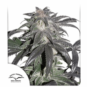 Bubba Island Kush Fem