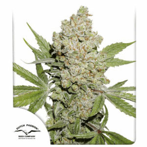 Auto Lemon Kix