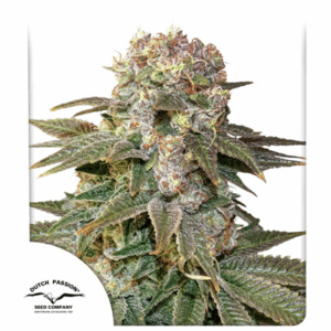 C-Vibez Fem
