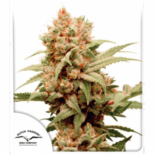 CBG-Force Fem