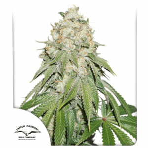Banana Blaze Fem
