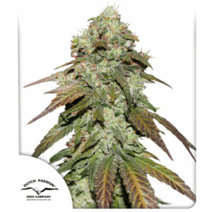 CBD Mazar Fem