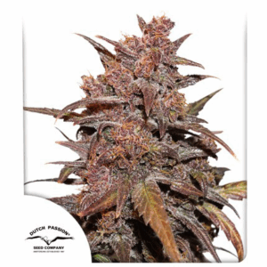 Auto CBD Blackberry Kush