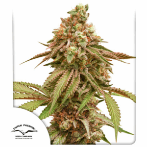 Tropical Tangie Fem