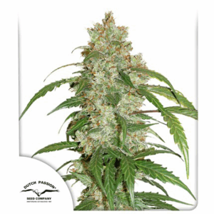 Auto CBD White Widow