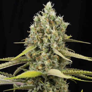 Lemon King Fem