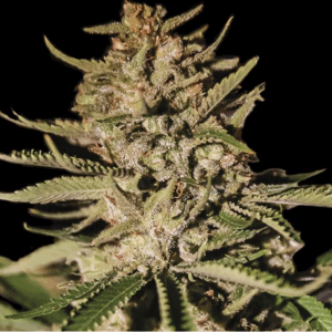 Kush Exclusive Fem