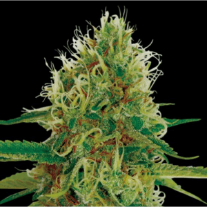 Amnesia Fem