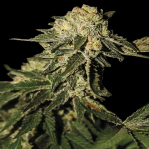 Super Mandarina Fem