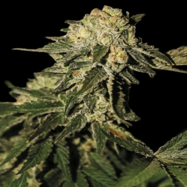 Super Mandarina Fem