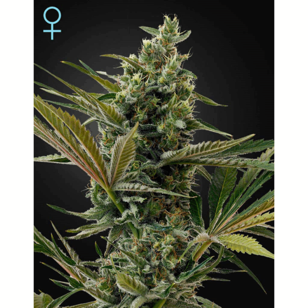 Lemon Haze Fem