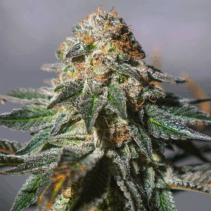 Auto Oxus