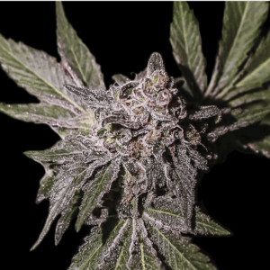 Lemon Haze 10 Und Reg