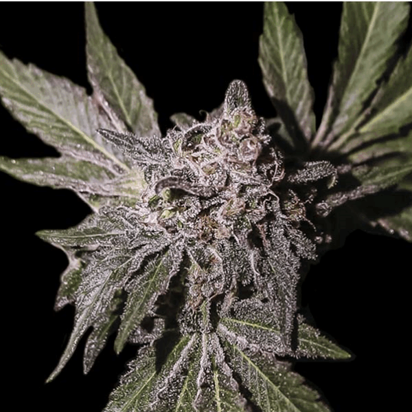 Lemon Haze 10 Und Reg