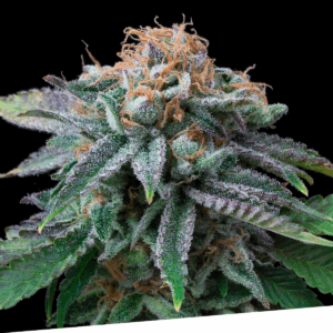 Cherry Punch Fem