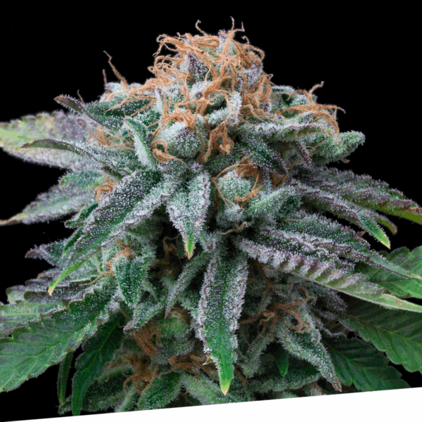 Cherry Punch Fem