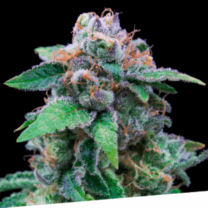 Og Kush Fem