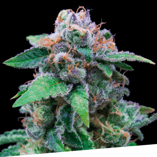 Og Kush Fem