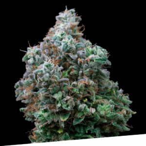 Bubba Kush Fem