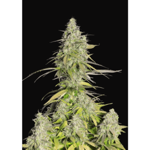 Girl Scout Cookies Auto